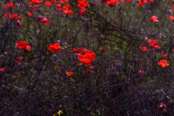 Rote Mohnblumen Auf Dem Frühlingsfeld Einem Strahlend Sonnigen Tag Mit — Stockfoto