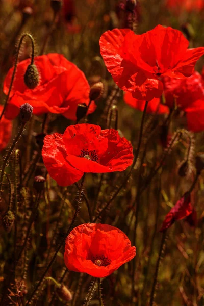 Fiori Papavero Rosso Sul Campo Primavera Giorno Sole Lucente — Foto Stock