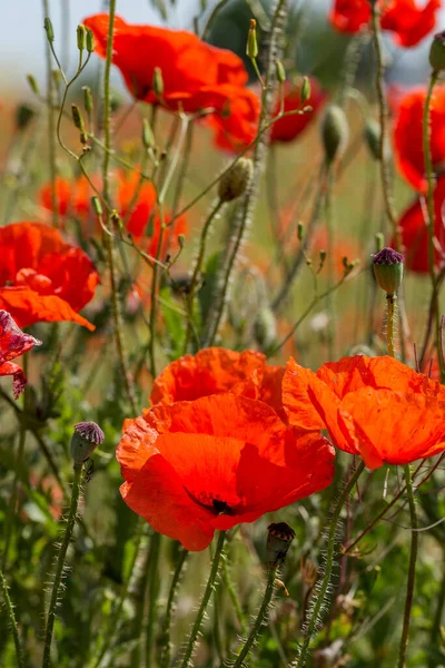 Rote Mohnblumen Auf Dem Frühlingsfeld Bei Strahlendem Sonnenschein — Stockfoto