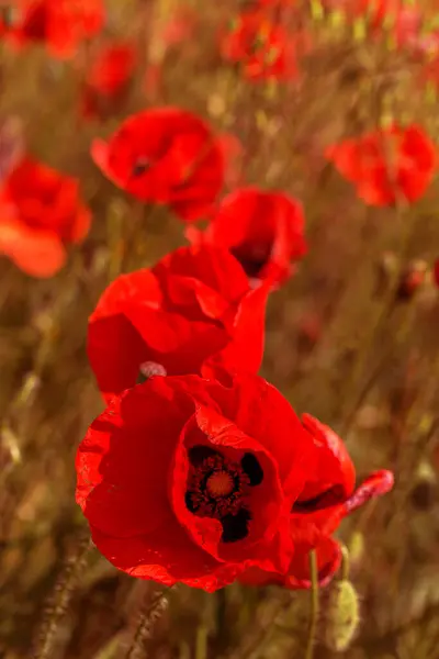 Red Poppy Flowers Spring Field Bright Sunny Day — Stock Photo, Image