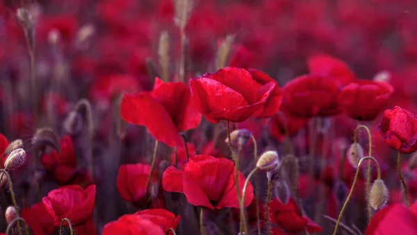 Flowers Red Poppies Blossom Wild Field Beautiful Field Red Poppies — Stock Photo, Image