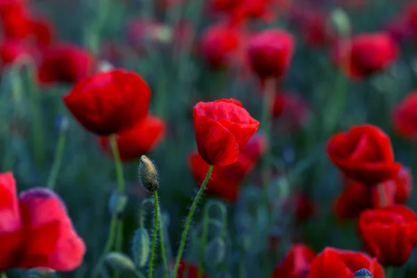 Blumen Roter Mohn Blüht Auf Wildem Feld Schöne Rote Feldmohn — Stockfoto