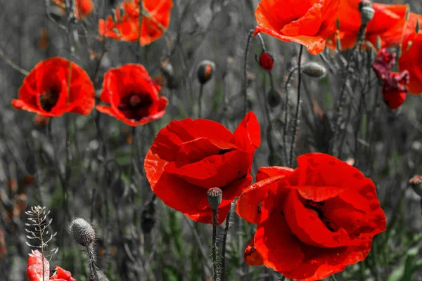 Red Poppy Flowers Spring Field Bright Sunny Day — Stock Photo, Image