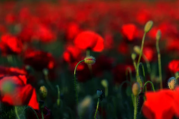 Flores Las Amapolas Rojas Florecen Campo Salvaje Hermosas Amapolas Rojas — Foto de Stock