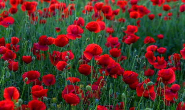 Kırmızıgelincikler Yabani Tarlada Çiçek Açar Seçici Odaklı Güzel Kırmızı Gelincikler — Stok fotoğraf