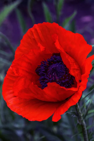 Kvetoucí Květiny Jasně Červené Máky Pozadí Louky Trávy Mělká Hloubka — Stock fotografie