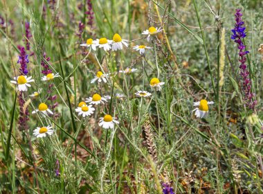 Yaban çiçekleri - Yeşil çayır çimlerinde beyaz papatyalar, romantik rahatlama tasarımı için güzel doğal bir zemin