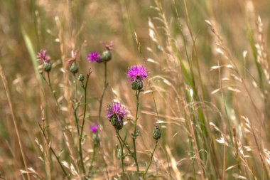 Olgun sarı buğday arkaplanındaki çiçek çiçeği seçici odak noktası derin değildir. 