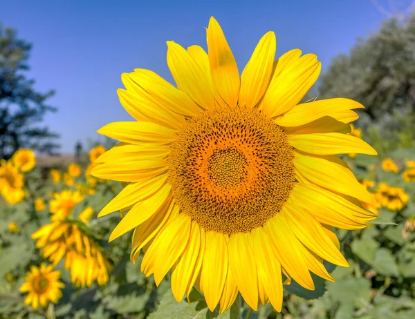 Beautiful flower of a sunflower on industrial agriculture farmer field for the production of liquid vegetable oil . Bees gather pollen flower