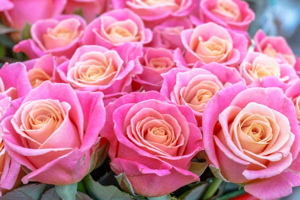 Mooie Romantische Achtergrond Van Roze Rozen Voor Een Zachte Achtergrond — Stockfoto