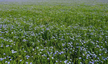 Flax çiçeklerinden oluşan parlak mavi bir çiçek ve onun karmaşık arka planda filizlenmesi. Dekoratif keten çiçekleri. Flax teknik kültürünün tarımsal alanı aktif çiçeklenme aşamasında