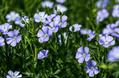 Flax çiçeklerinden oluşan parlak mavi bir çiçek ve onun karmaşık arka planda filizlenmesi. Dekoratif keten çiçekleri. Flax teknik kültürünün tarımsal alanı aktif çiçeklenme aşamasında