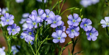 Flax çiçeklerinden oluşan parlak mavi bir çiçek ve onun karmaşık arka planda filizlenmesi. Dekoratif keten çiçekleri. Flax teknik kültürünün tarımsal alanı aktif çiçeklenme aşamasında