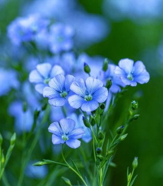Flax çiçeklerinden oluşan parlak mavi bir çiçek ve onun karmaşık arka planda filizlenmesi. Dekoratif keten çiçekleri. Flax teknik kültürünün tarımsal alanı aktif çiçeklenme aşamasında