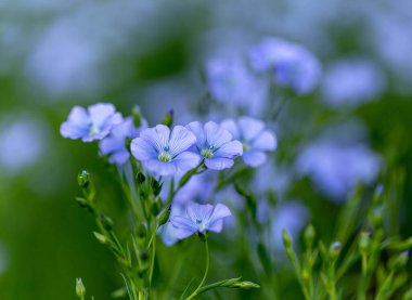 Flax çiçeklerinden oluşan parlak mavi bir çiçek ve onun karmaşık arka planda filizlenmesi. Dekoratif keten çiçekleri. Flax teknik kültürünün tarımsal alanı aktif çiçeklenme aşamasında