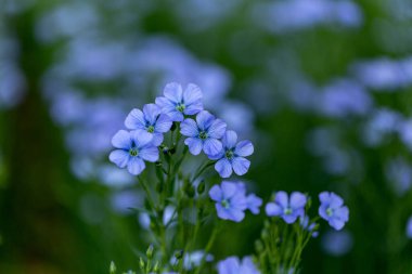 Flax çiçeklerinden oluşan parlak mavi bir çiçek ve onun karmaşık arka planda filizlenmesi. Dekoratif keten çiçekleri. Flax teknik kültürünün tarımsal alanı aktif çiçeklenme aşamasında