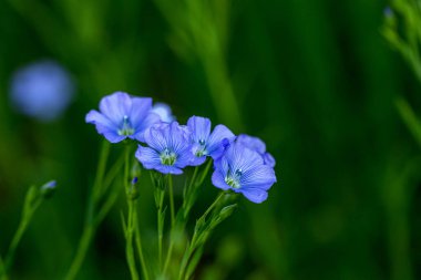 Flax çiçeklerinden oluşan parlak mavi bir çiçek ve onun karmaşık arka planda filizlenmesi. Dekoratif keten çiçekleri. Flax teknik kültürünün tarımsal alanı aktif çiçeklenme aşamasında