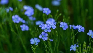 Flax çiçeklerinden oluşan parlak mavi bir çiçek ve onun karmaşık arka planda filizlenmesi. Dekoratif keten çiçekleri. Flax teknik kültürünün tarımsal alanı aktif çiçeklenme aşamasında