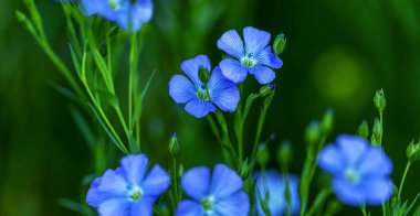 Flax çiçeklerinden oluşan parlak mavi bir çiçek ve onun karmaşık arka planda filizlenmesi. Dekoratif keten çiçekleri. Flax teknik kültürünün tarımsal alanı aktif çiçeklenme aşamasında