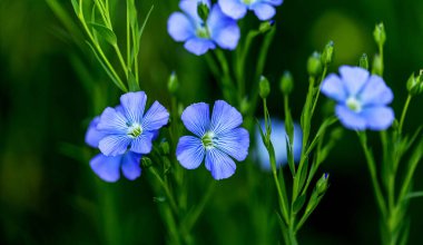Flax çiçeklerinden oluşan parlak mavi bir çiçek ve onun karmaşık arka planda filizlenmesi. Dekoratif keten çiçekleri. Flax teknik kültürünün tarımsal alanı aktif çiçeklenme aşamasında
