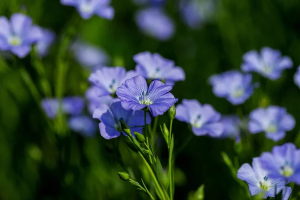 Яскрава Ніжна Блакитна Квітка Декоративної Квітки Льону Пагони Складному Тлі — стокове фото