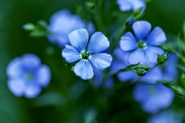 色彩艳丽的淡蓝色的亚麻观赏花及其在复杂背景下的枝条 装饰性亚麻花 活跃开花阶段亚麻技术栽培的农业领域 — 图库照片