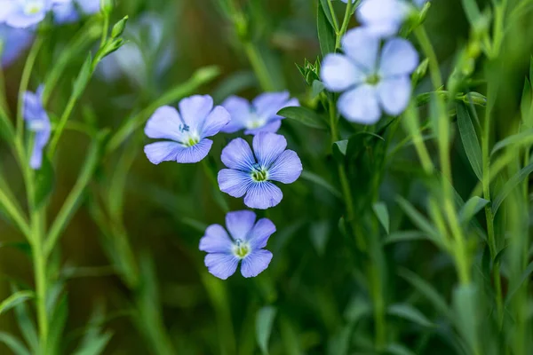 Jasny Delikatny Niebieski Kwiat Ozdobnego Kwiatu Lnu Jego Pędu Złożonym — Zdjęcie stockowe