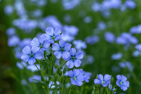 Bright delicate blue flower of ornamental flower of flax and its shoot against complex background. Flowers of decorative flax. Agricultural field of flax technical culture in stage of active flowering