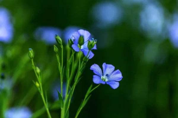 Bright Delicate Blue Flower Ornamental Flower Flax Its Shoot Complex — Stock Photo, Image