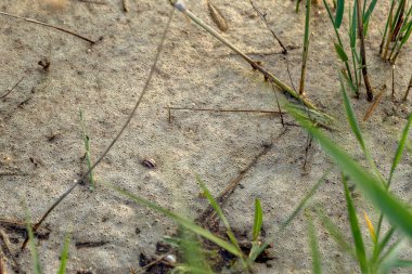 Şehir kanalında ya da nehir kanalizasyonunda kirli su ve su kirliliği. Şehir merkezinde kirli atık su arıtma çözümleri. Ekolojik sorun