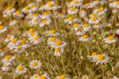 Çiçek. Papatya çayı. Çiçekli papatya tarlası, yazın çayır çiçekleri, seçici odak, bulanık. Güneşli bir günde çiçek açan papatyalarla güzel bir doğa sahnesi. Güzel çayır arkaplanı