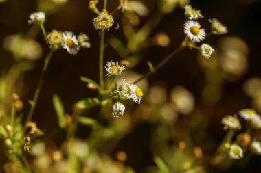 Çiçek. Vahşi kır çiçekleri papatya çayı. Çiçekli papatya tarlası, yazın çayır çiçekleri. Vahşi doğada tıbbi bitkiler. Seçici odak