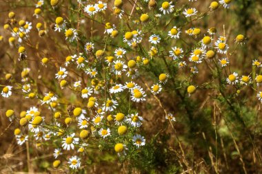 Çiçek açıyor. Papatya çayı. Çiçekli papatya tarlası, papatya çiçekleri. Doğal bitkisel tedavi.