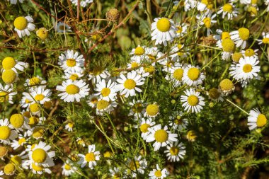 Çiçek açıyor. Papatya çayı. Çiçekli papatya tarlası, papatya çiçekleri. Doğal bitkisel tedavi.