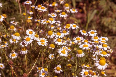 Çiçek açıyor. Papatya çayı. Çiçekli papatya tarlası, papatya çiçekleri. Doğal bitkisel tedavi.