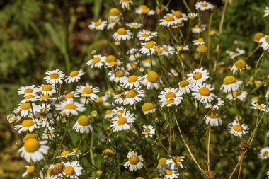 Çiçek açıyor. Papatya çayı. Çiçekli papatya tarlası, papatya çiçekleri. Doğal bitkisel tedavi.