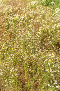 Çiçek açıyor. Papatya çayı. Çiçekli papatya tarlası, papatya çiçekleri. Doğal bitkisel tedavi.