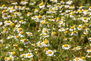 Çiçek açıyor. Papatya çayı. Çiçekli papatya tarlası, papatya çiçekleri. Doğal bitkisel tedavi.
