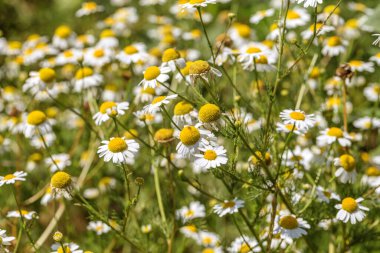 Çiçek açıyor. Papatya çayı. Çiçekli papatya tarlası, papatya çiçekleri. Doğal bitkisel tedavi.