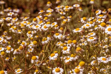 Çiçek açıyor. Papatya çayı. Çiçekli papatya tarlası, papatya çiçekleri. Doğal bitkisel tedavi.