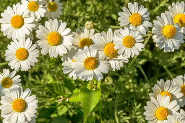 Bloom Kamille Blühendes Kamillenfeld Kamillenblüten Auf Der Wiese Sommer Selektiver — Stockfoto