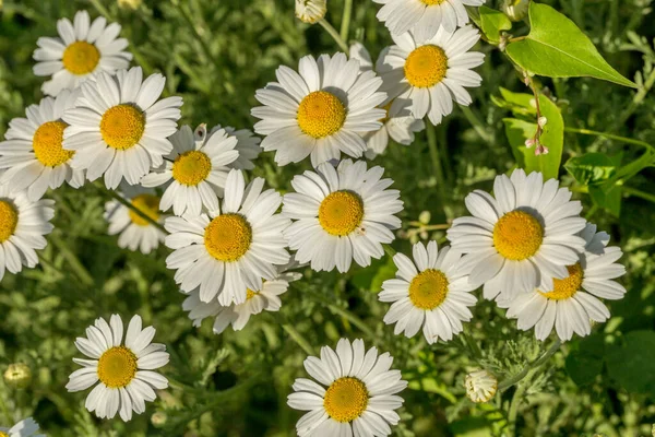 Fiorire Camomilla Campo Camomilla Fiore Fiori Camomilla Sul Prato Estate — Foto Stock