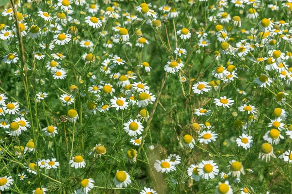 Flowering Chamomile Blooming Chamomile Field Chamomile Flowers Natural Herbal Treatment — Stock Photo, Image