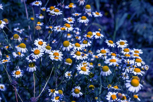 Flowering Chamomile Blooming Chamomile Field Chamomile Flowers Natural Herbal Treatment — Stock Photo, Image