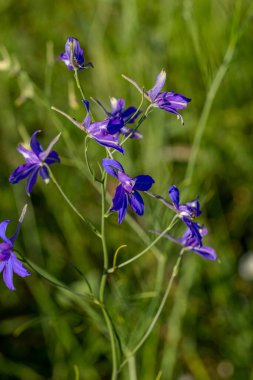 Çiçek. Papatya çayı. Çiçekli papatya tarlası, yazın çayır çiçekleri, seçici odak, bulanık. Güneşli bir günde çiçek açan papatyalarla güzel bir doğa sahnesi. Güzel çayır arkaplanı