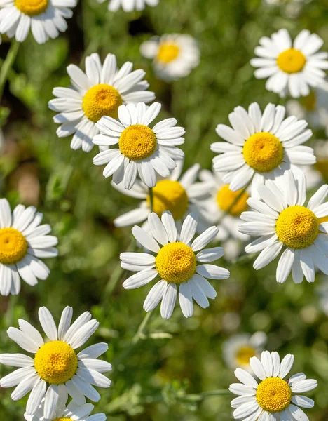 Fiorire Camomilla Campo Camomilla Fiore Fiori Camomilla Sul Prato Estate — Foto Stock