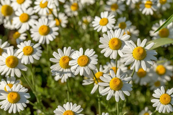 Bloom Kamille Blühendes Kamillenfeld Kamillenblüten Auf Der Wiese Sommer Selektiver — Stockfoto