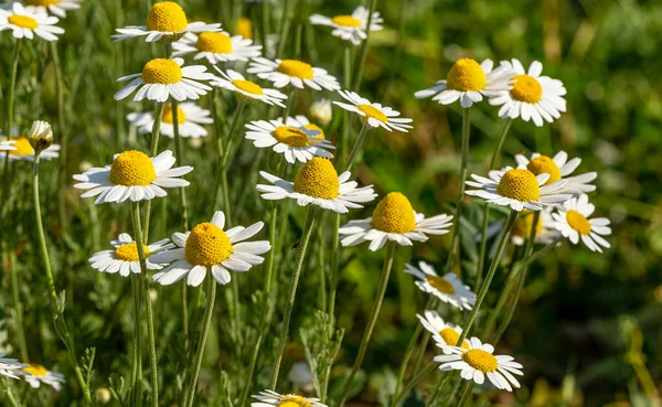 Bloom Kamille Blühendes Kamillenfeld Kamillenblüten Auf Der Wiese Sommer Selektiver — Stockfoto