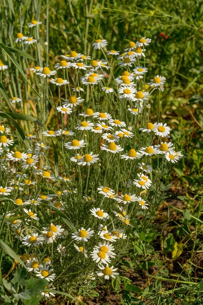 Bloom Kamille Bloeiende Kamille Veld Kamille Bloemen Weide Zomer Selectieve — Stockfoto