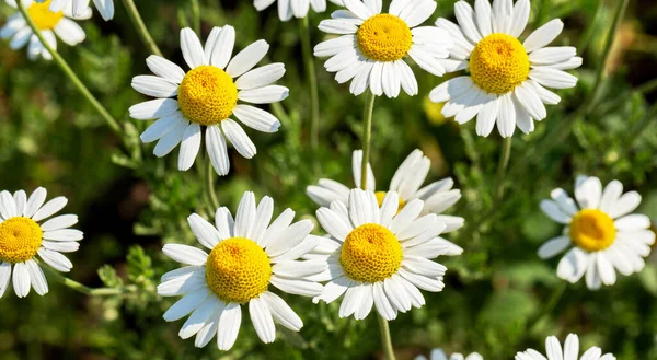 Bloom Kamille Blühendes Kamillenfeld Kamillenblüten Auf Der Wiese Sommer Selektiver — Stockfoto